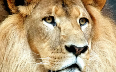 Der Löwe in Dir – was das Top-Management und Führungspersönlichkeiten vom König des Tierreichs lernen können.