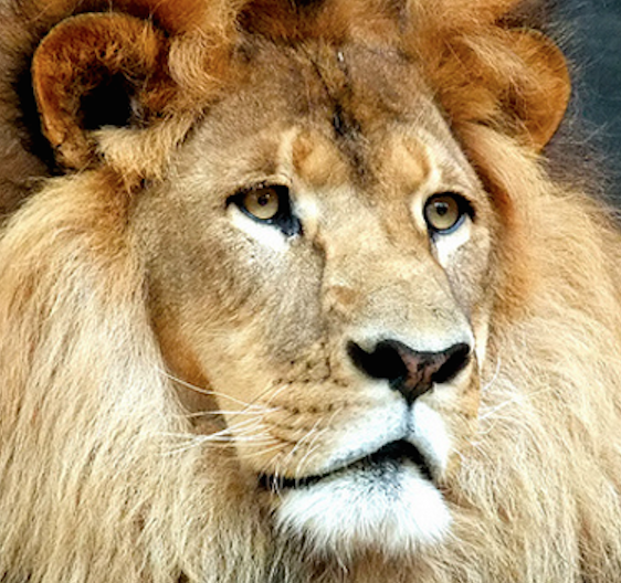 Der Löwe in Dir – was das Top-Management und Führungspersönlichkeiten vom König des Tierreichs lernen können.